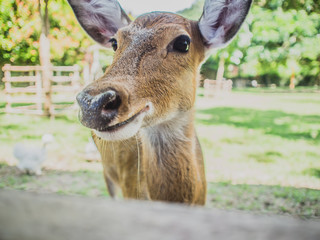 Deer in the zoo Waiting for food. Poor eyes.