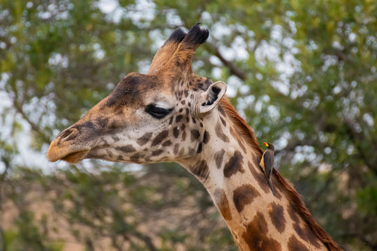 Close up Giraffe head with Yellow-Billed Oxpecker Masai Mara ,Kenya.