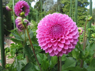 Rose of Christchurch Botanic Gardens