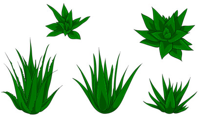 Floral set of aloe vera isolated vector illustration