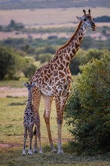 Cute baby Giraffe with mother Masai Mara ,Kenya.