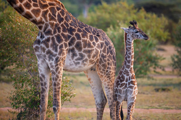Cute baby Giraffe with mother Masai Mara ,Kenya.