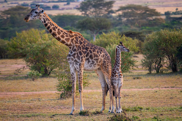 Cute baby Giraffe with mother Masai Mara ,Kenya.