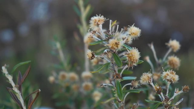 Wind blowing over wild thistle plant in Tierra del Fuego National Park CLOSE UP