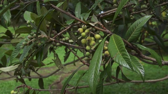 Green Loquats Hanging from Branch in the Wind