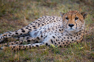 Cheetah in Masai Mara ,Kenya.