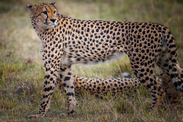 Cheetah in Masai Mara ,Kenya.