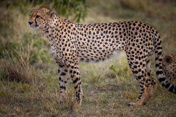 Fototapeta premium Cheetah in Masai Mara ,Kenya.