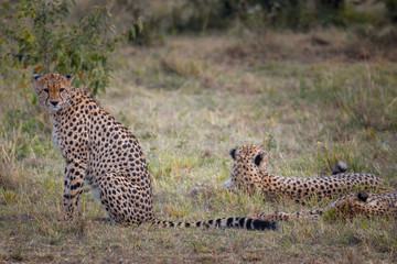 Two Cheetah brothers in Masai Mara ,Kenya.