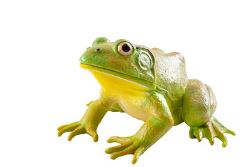 Realistic fake plastic frog sitting isolated on white background with clipping path cutout