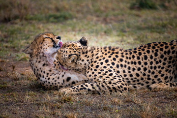 Two Cheetah brothers in Masai Mara ,Kenya.