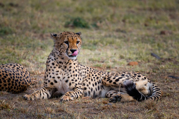 Cheetah in Masai Mara ,Kenya.
