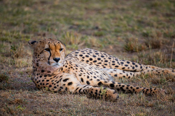 Cheetah in Masai Mara ,Kenya.