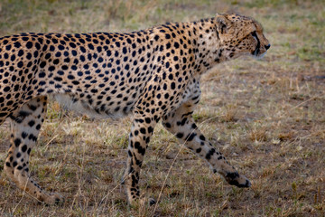 Cheetah in Masai Mara ,Kenya.