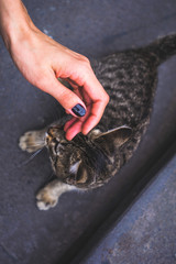 woman hand caress kitty
