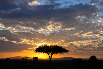 Sunset view in savannah Masai mara ,Kenya.