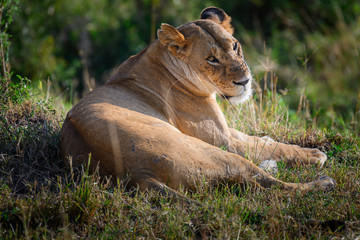 Portrait of Lioness tired after hunting in Masai mara ,Kenya. - Powered by Adobe