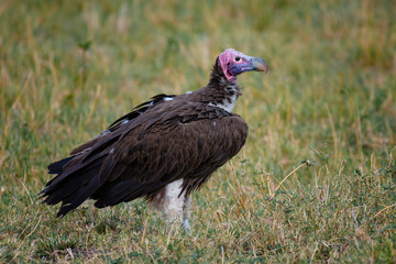 Lapped Faced Vulture in Masai Mara ,Kenya.