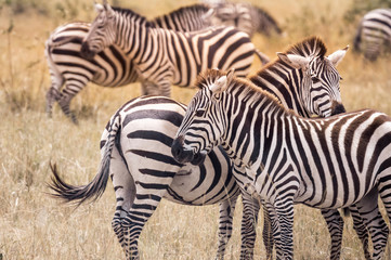 Fototapeta na wymiar Zebra on grassland in Masai Mara ,Kenya.