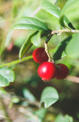 Bush with ripe lingonberries closeup in the forest. Red raw berries of lingonberry