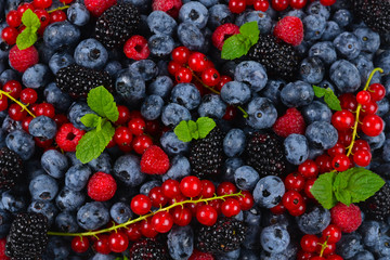 Blackberry, raspberry, blueberry,  red currant and mint background.