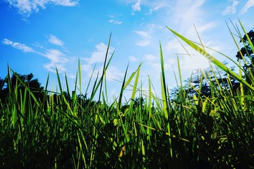 grass and sky