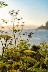Sunset time on the Bayshore, Flower season, sunset view, San Francisco Bay Area, Marin County