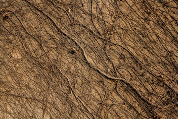 A carpet of plant roots on the wall.