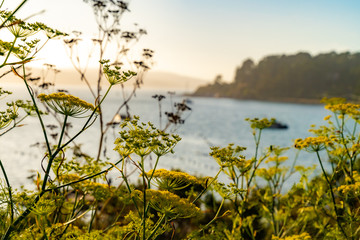Sunset time on the Bayshore, Flower season, sunset view, San Francisco Bay Area, Marin County