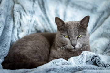 Obraz na płótnie Canvas un chat gris sur couverture bleu au regard méfiant