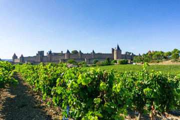 Fototapeta na wymiar Champagne vineyards at Carcassonne background