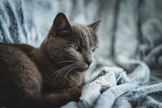 un chat gris bien au chaud sur une couverture bleue