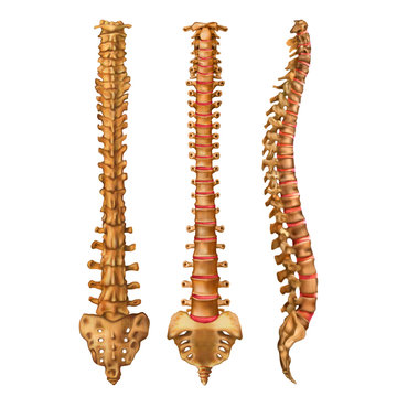 The human spine. Vertebral column. Backbone. Anterior, posterior, lateral sides. Vector illustration isolated on white background.
