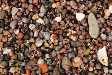 Seashells at the beach, Scotland