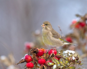 European Greenfinch (Carduelis chloris) feeding frozen rose hip seeds