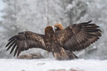 Two Golden eagles fight over a carcass