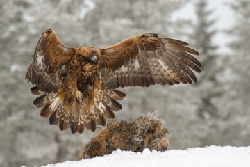 Golden eagle landing near a frozen racoon carcass