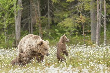 Mother bear and her two cubs in the middle of the cotton grass in a Finnish bog