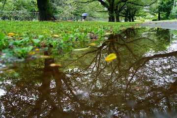 雨の日の講演での水たまり