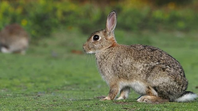 European rabbit, Oryctolagus cuniculus, grooming itself in slow motion