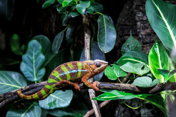 Chameleon on the branches of a tree