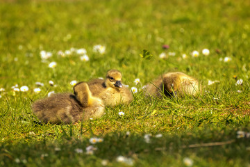 Young goslings (Anser anser) are on a fresh green meadow with daisies. Concept: animals or birdlife