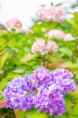 Close-up of colorful hydrangeas in the garden