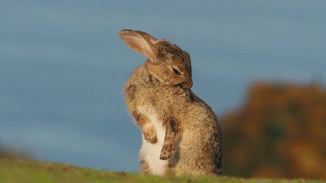 European rabbit, Oryctolagus cuniculus grooming itself in slow motion