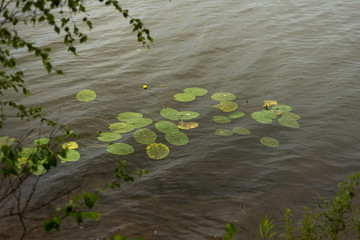 Green leaves of water lilies in dark lake water with a small wind wave