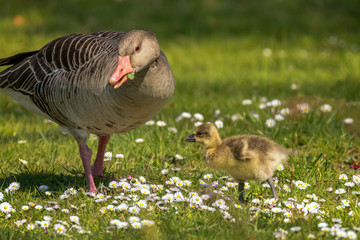 Young goslings (Anser anser) are on a fresh green meadow with daisies. Concept: animals or birdlife