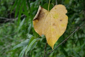 autumn leaves on green grass