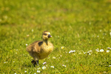 Young goslings (Anser anser) are on a fresh green meadow with daisies. Concept: animals or birdlife