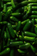 Fresh green cucumbers, new autumn vegetable harvest