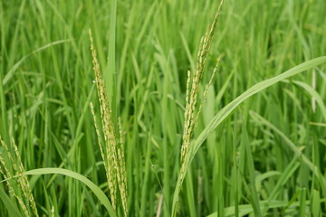 closeup of green grass